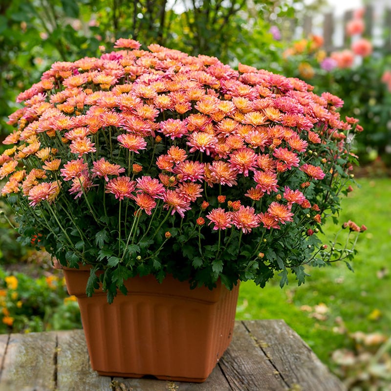 Chrysantheme