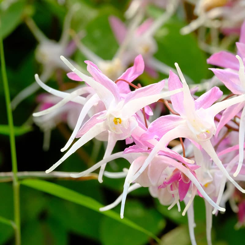 epimedium