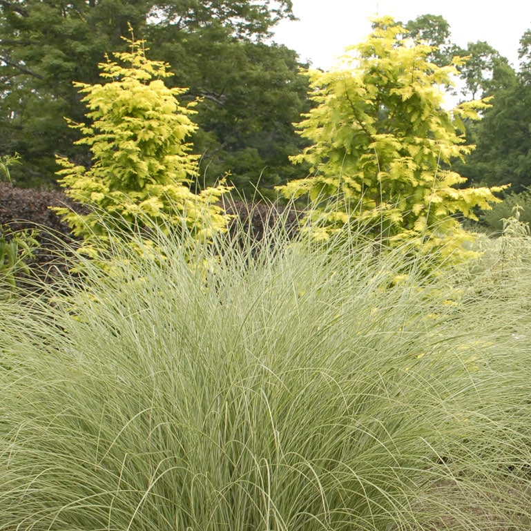 grass-miscanthus