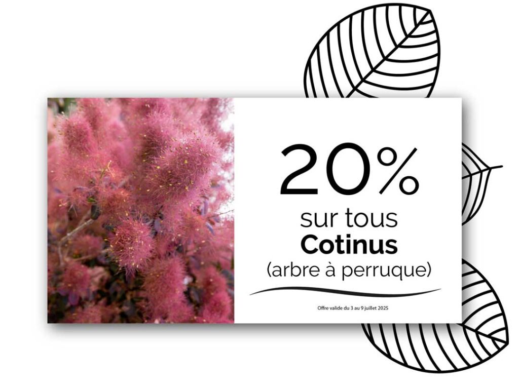 promo_cotinus