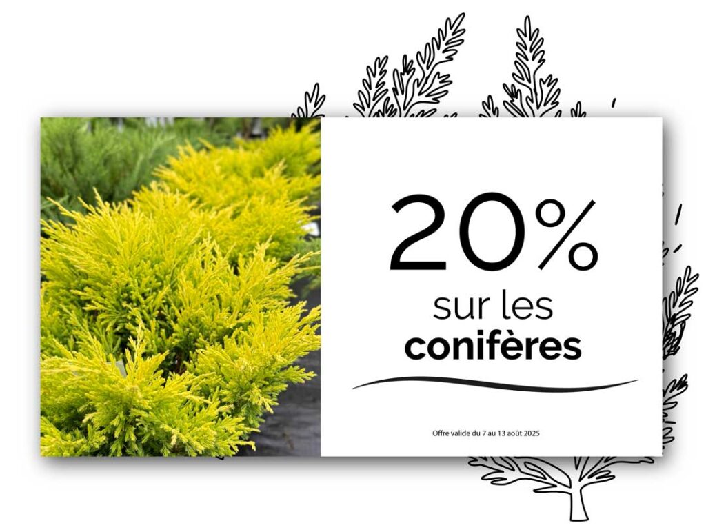 promo-coniferes