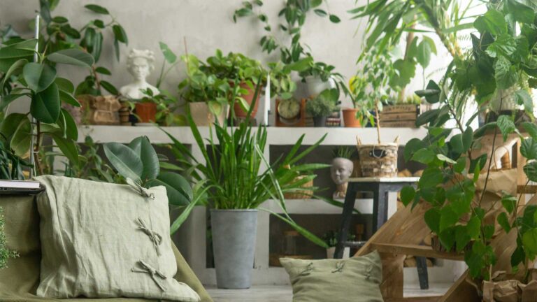 secrets-de-jardinier-arrosage-et-lumiere-pour-les-plantes-dinterieur