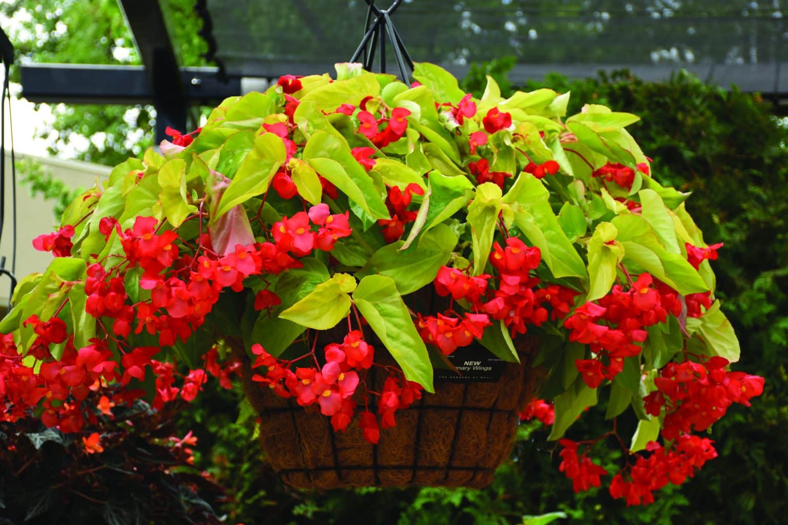 begonia-canary-wing-e-1536×1024