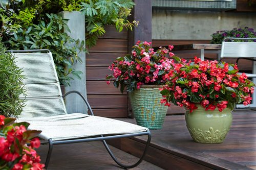 Begonia_cireux_PW