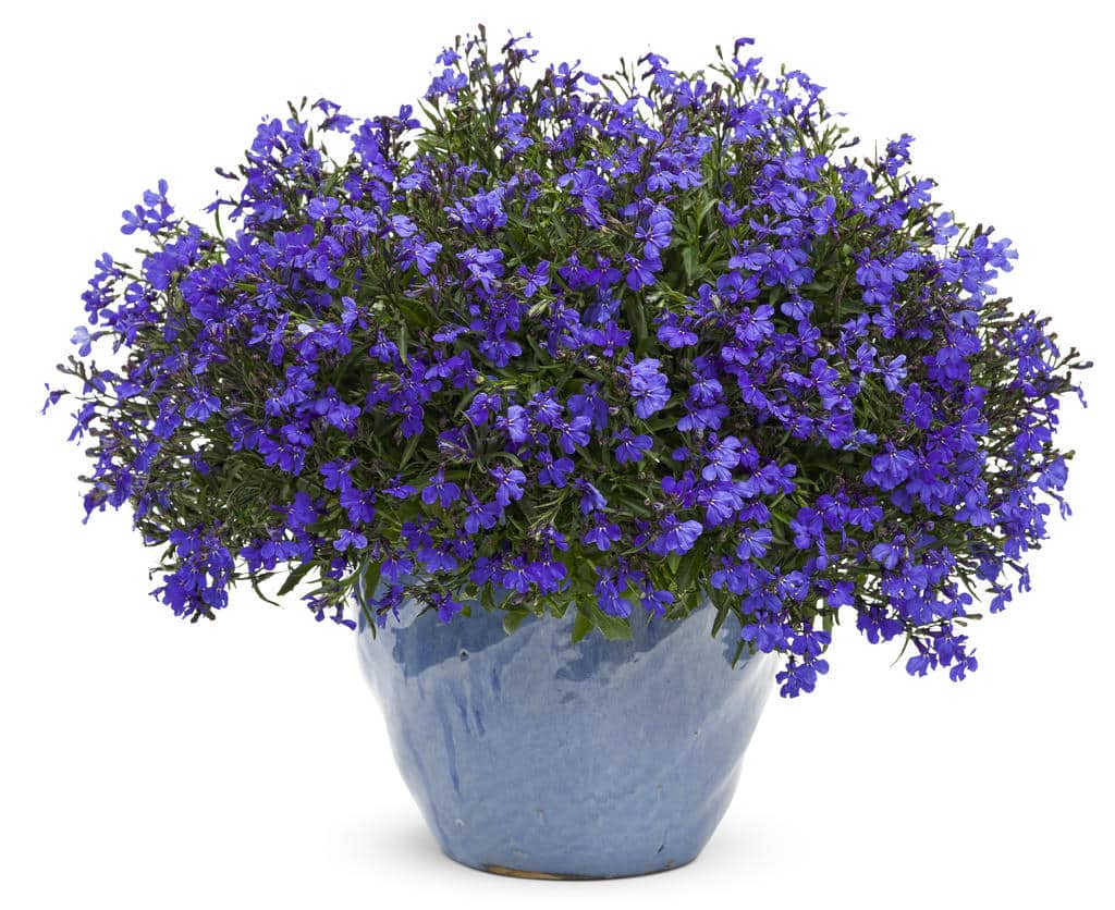 lobelia_lucia_dark_blue_02-PW