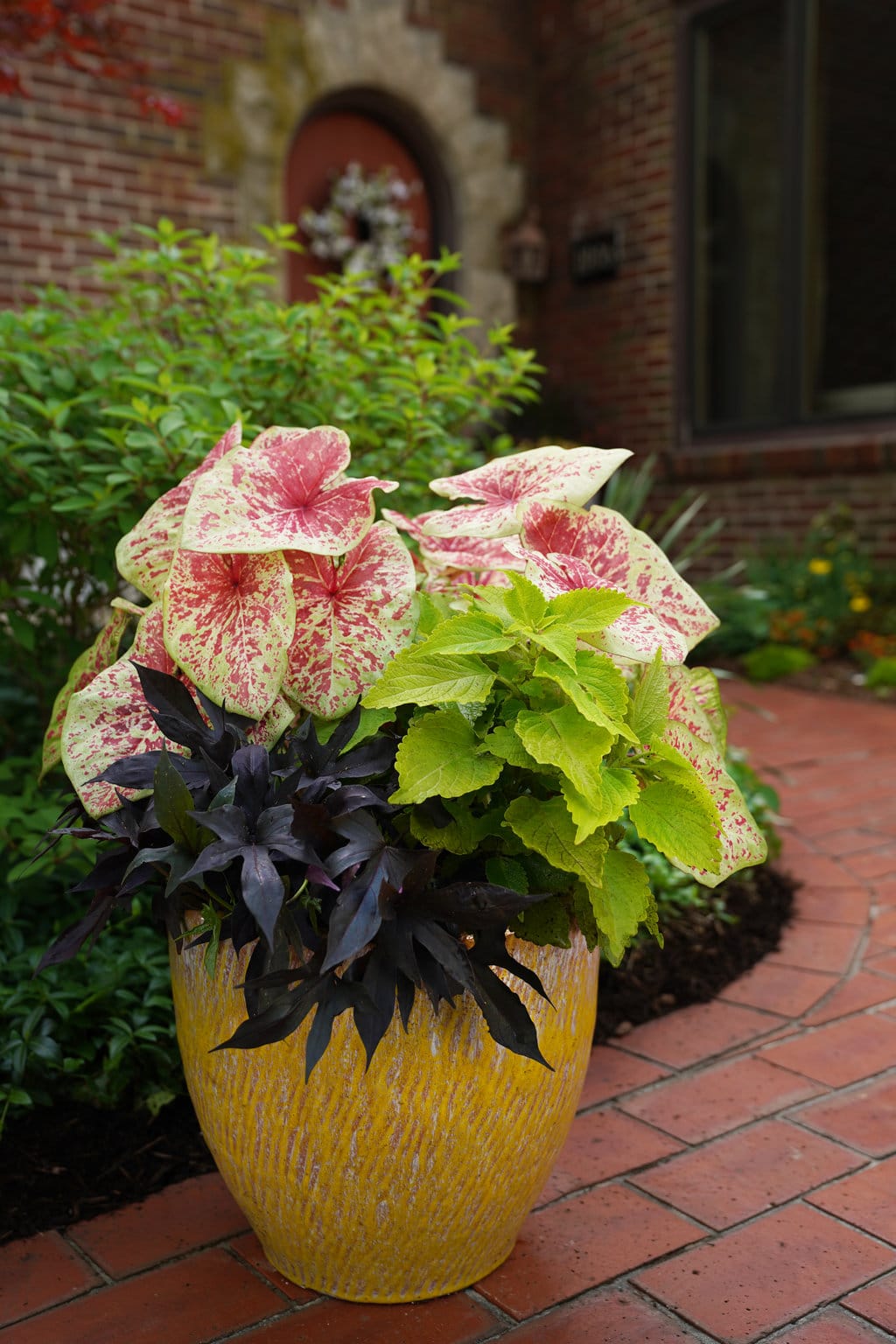 raspberrymoon_combo_coleus_PW