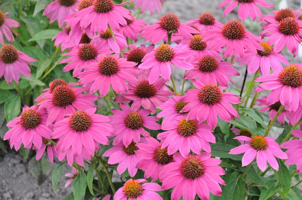 Echinacea purpurea _PowWow Wild Berry_, l_échinacée pourpre _PowWow Wild Berry_ (All-America Selections 2010, Ball, PanAmerican Seed) 20090818-1 Norseco