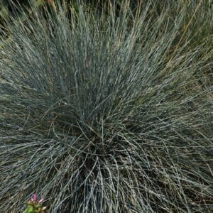Fétuque bleue ‘Elijah Blue’