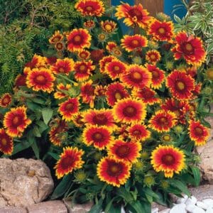gaillardia-arizona-sun