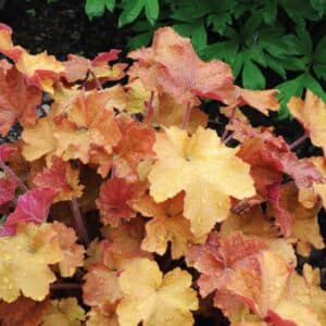 Heuchera villosa &lsquo;Caramel&rsquo;