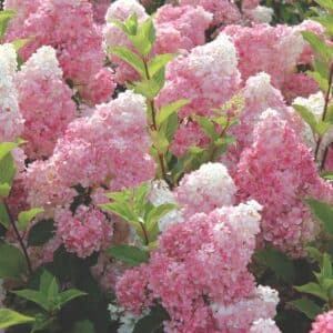 hydrangea vanille fraise