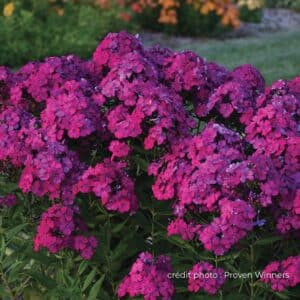 phlox_ultraviolet_proven_winners