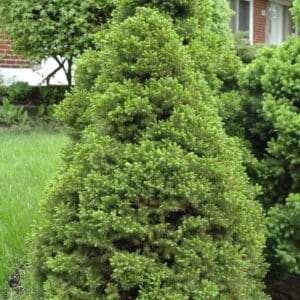 Picea glauca &lsquo;Albertiana Conica&rsquo;