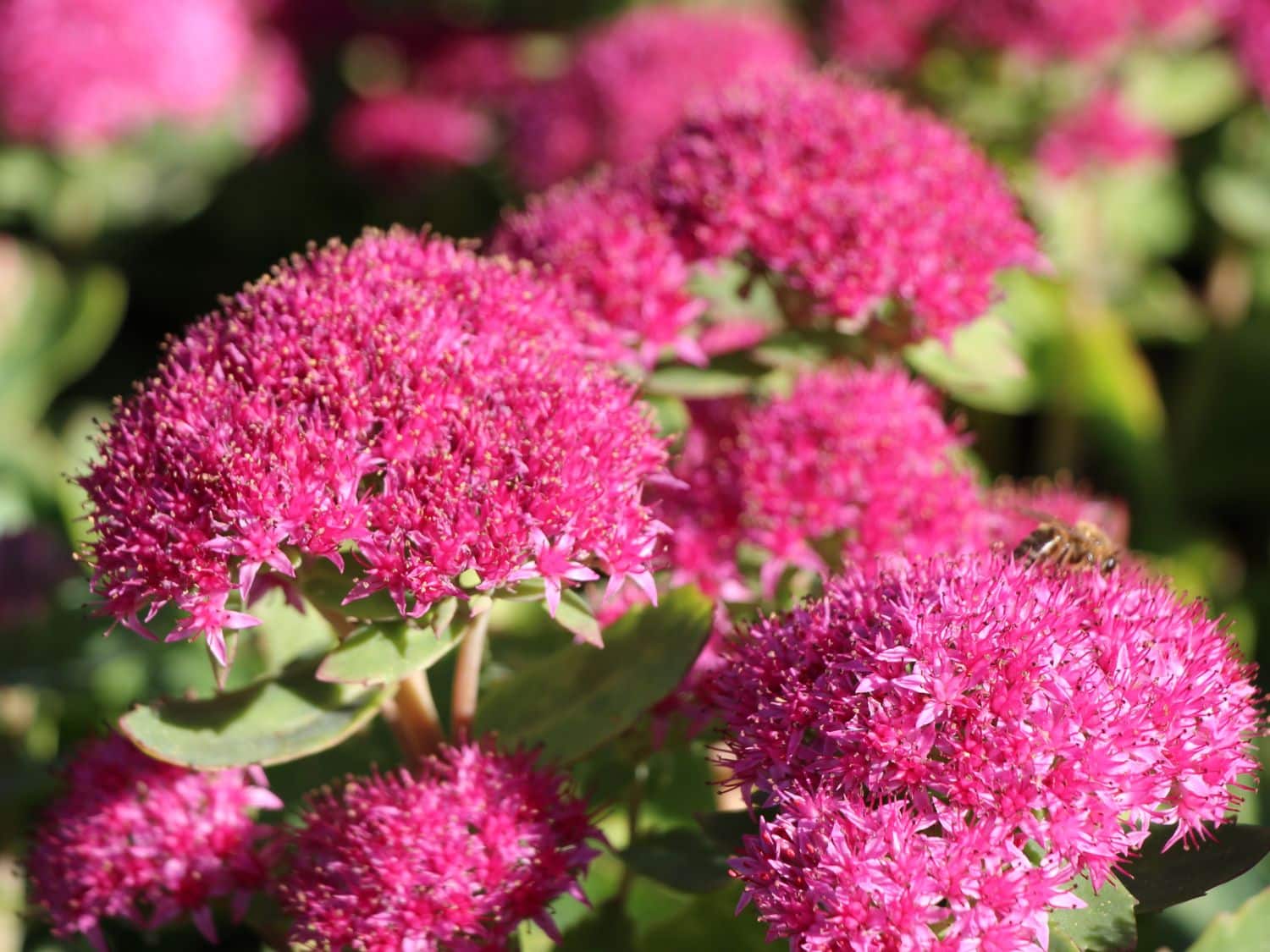 Prächtiges Fettblatt &lsquo;Carl&rsquo; – Sedum spectabile &lsquo;Carl&rsquo;