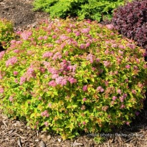 Spiraea jap Magic Carpet Baileys nurs