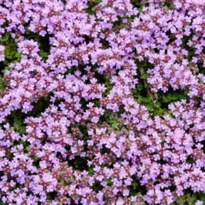 thym serpolet