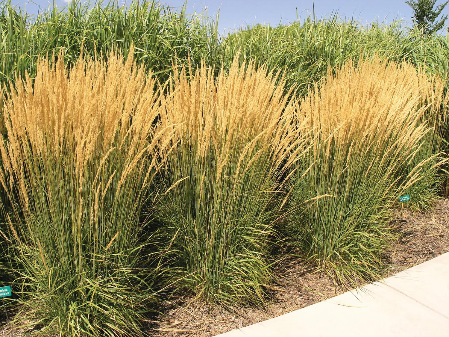 calamagrostis karl forester
