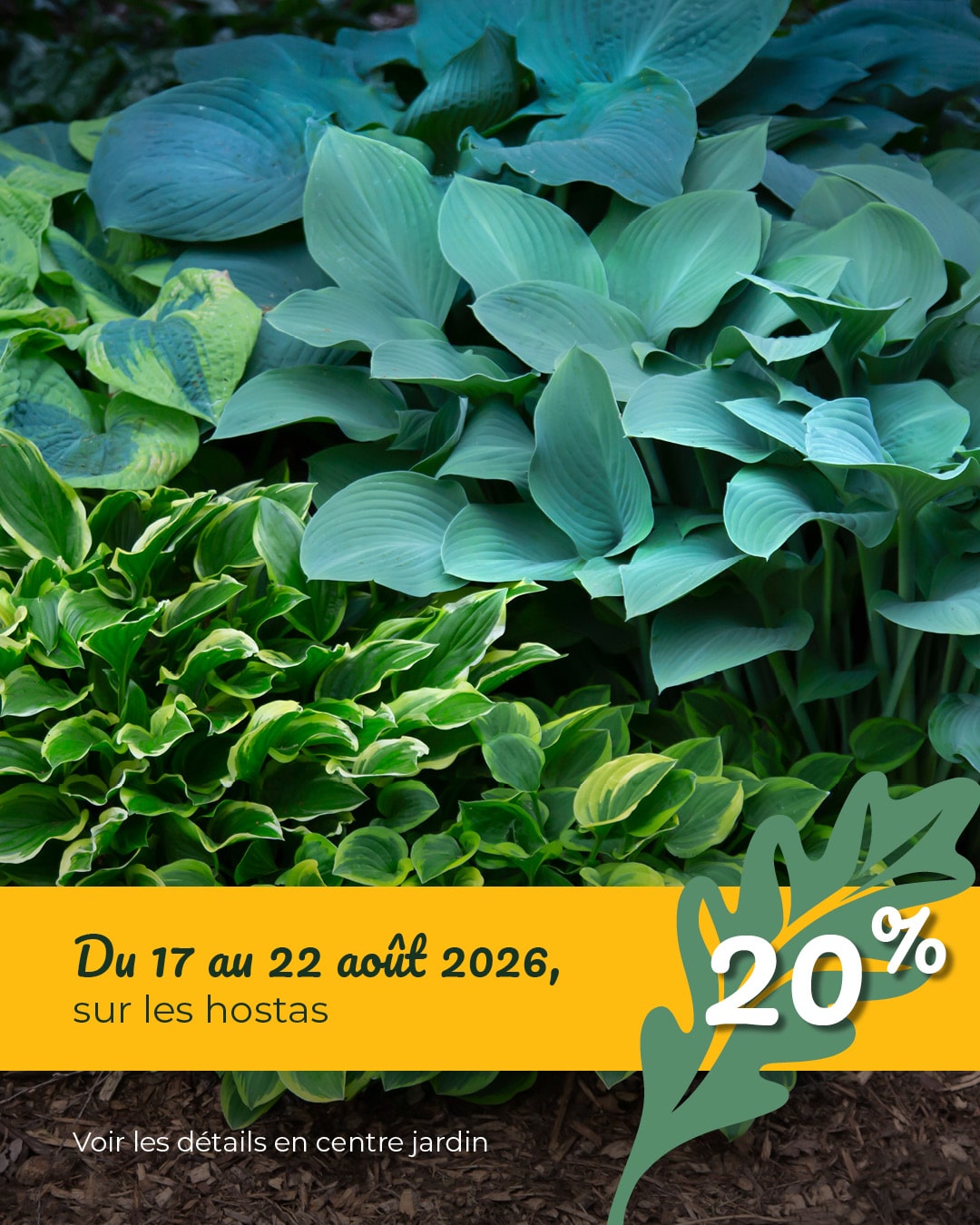 del-esta-MS-promo-hostas-02-1080 x 1350