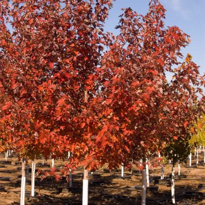 acer-freemanii-autumn-blaze