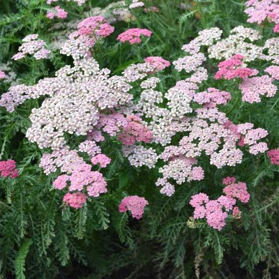 achillee-millefeuille-achillea-millefolium