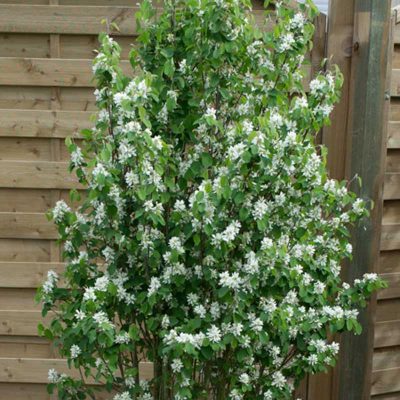 amelanchier-du-canada