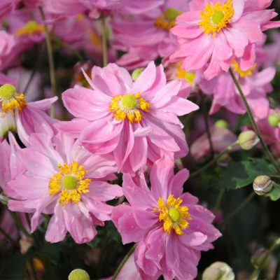 anemone-d-automne