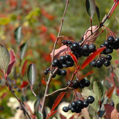 Aronia melanocarpa ‘Autumn Magic’ Aronia melanocarpa ‘Autumn Magic’