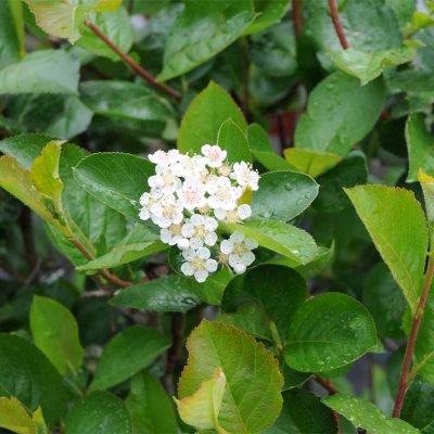 aronia aronia