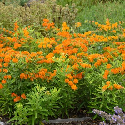 asclepias-tuberosa asclepias-tuberosa