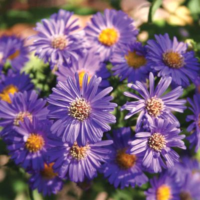 aster aster