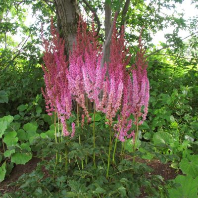 astilbes
