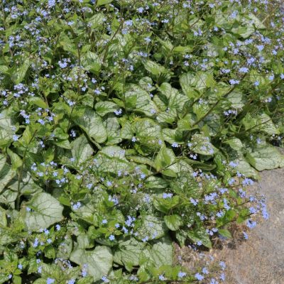 Brunnera_macrophylla_Jack_Frost Brunnera_macrophylla_Jack_Frost