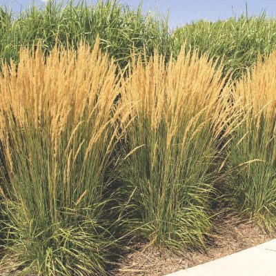 calamagrostis karl forester calamagrostis karl forester