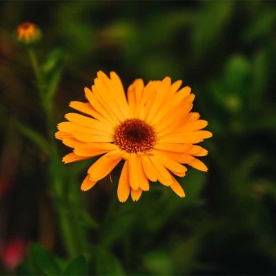 calendula calendula