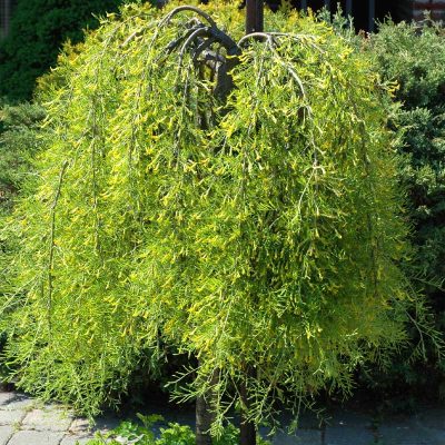 caragana-arborescens