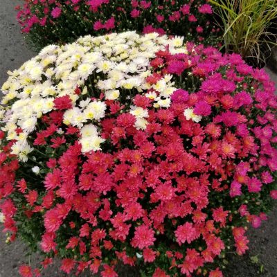 chrysanthemes-d-automne