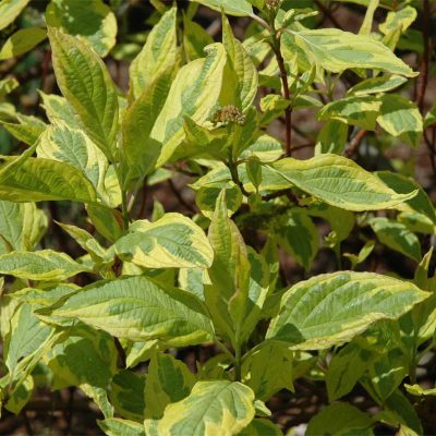 cornus-alba-gouchaultii cornus-alba-gouchaultii