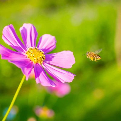 cosmos cosmos