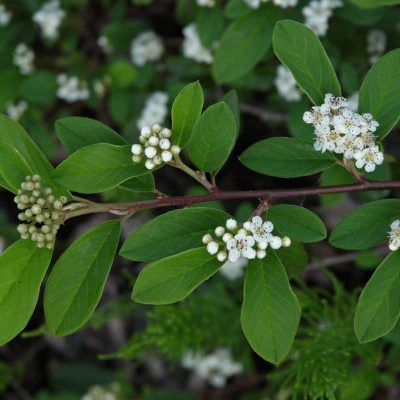 cotoneaster acutifolia cotoneaster acutifolia