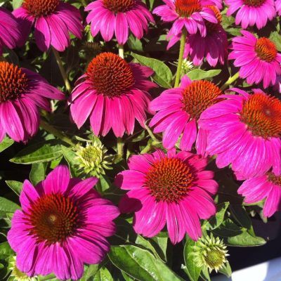 echinacea-pow-wow-wild-berry