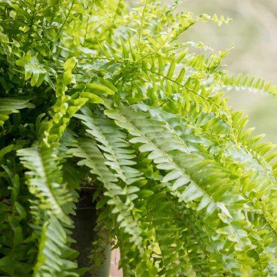 fougere