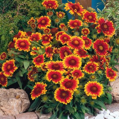 gaillardia-arizona-sun