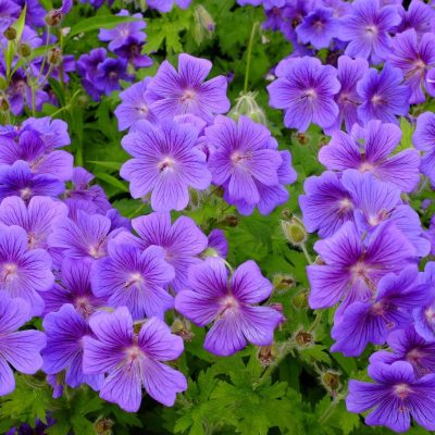 geranium-rozanne