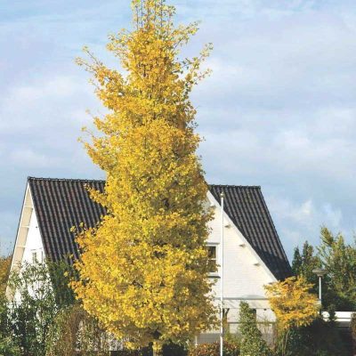 ginkgo-biloba-princeton-sentry