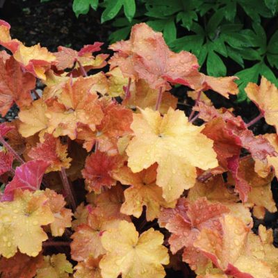 Heuchera villosa ‘Caramel’ Heuchera villosa ‘Caramel’
