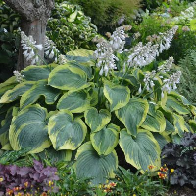 hostas hostas