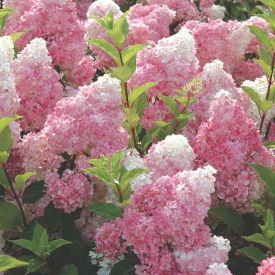 hydrangea vanille fraise