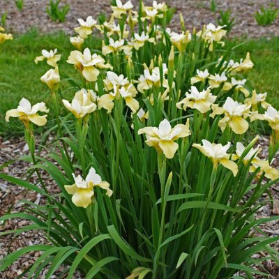 Iris sibirica &lsquo;Butter and Sugar&rsquo;