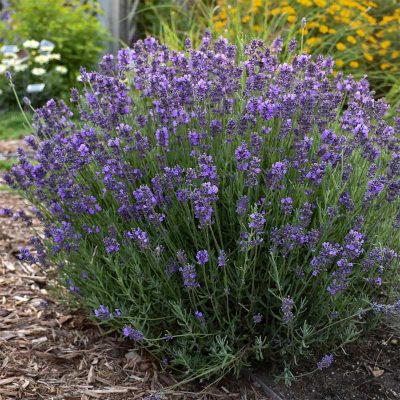 lavande-lavandula-angustifolia lavande-lavandula-angustifolia