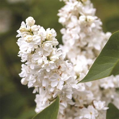 lilas lilas